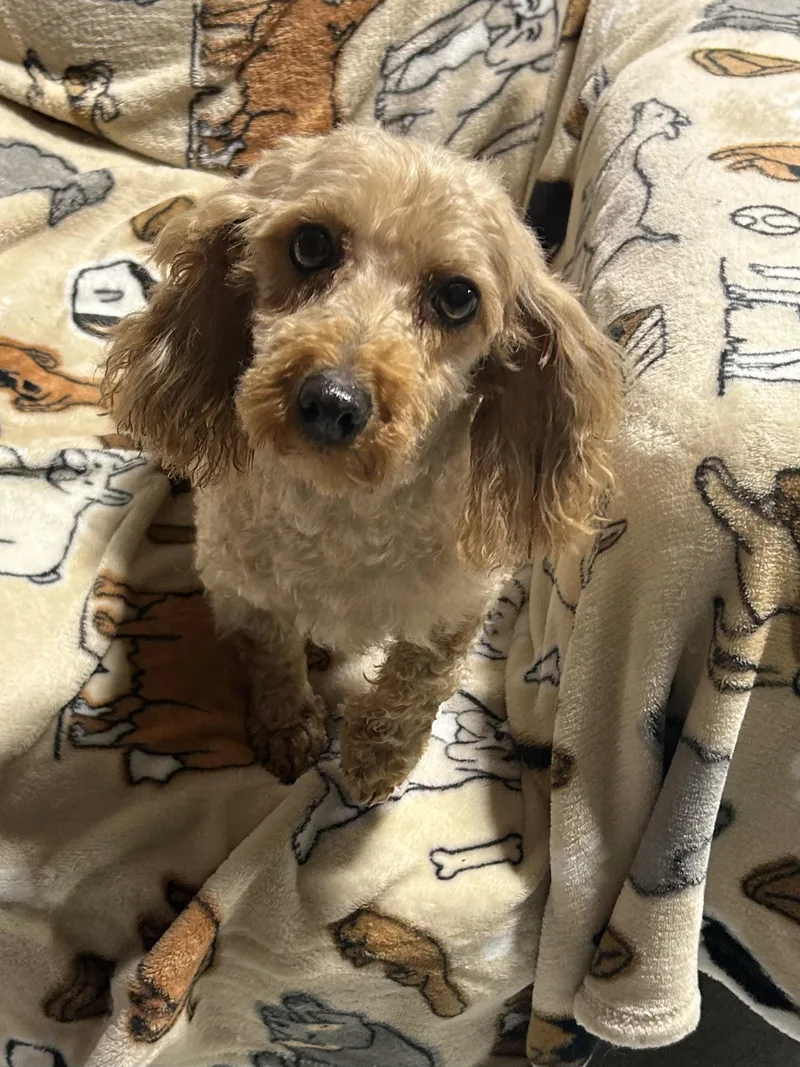 An adult small-sized female Poodle (Toy) dog named Bailey lbs for adoption in Antwerp, OH