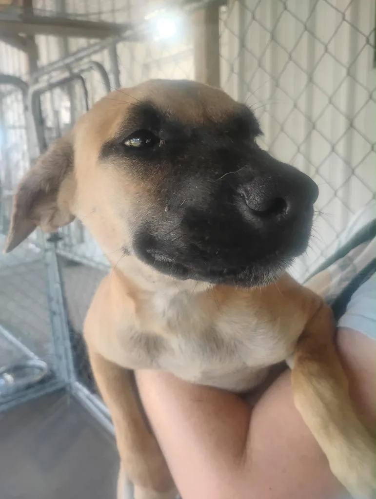 A baby large-sized female Mixed Breed dog named Ellie Mae for adoption in Jonesboro, AR
