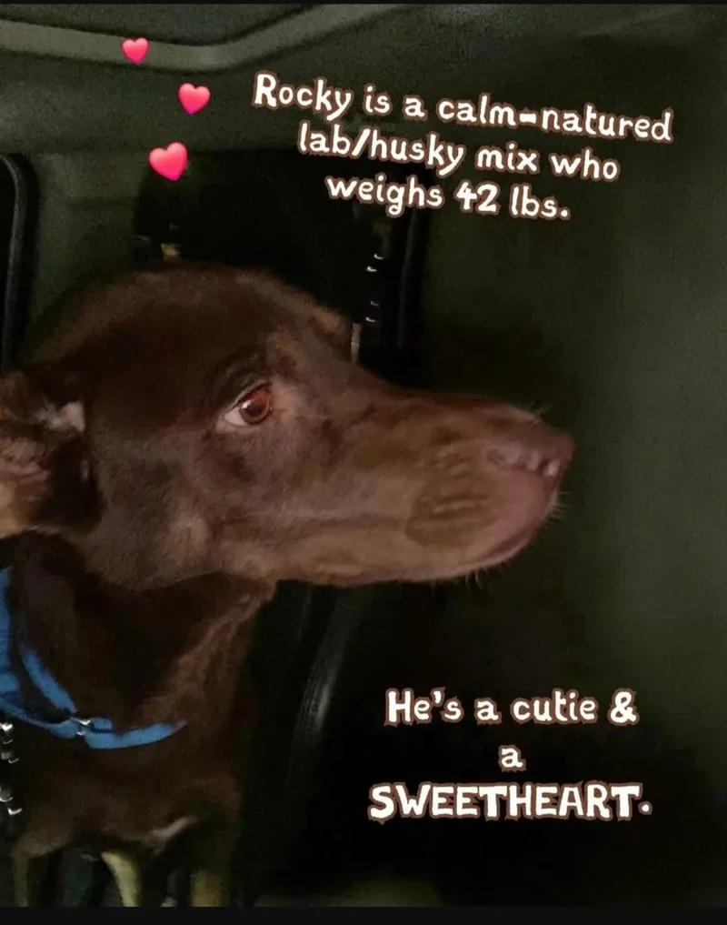 A young medium-sized male Chocolate Labrador Retriever dog named Rocky for adoption in Plano, TX