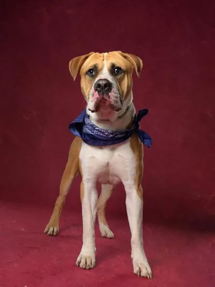 An adult large-sized male Pit Bull Terrier dog named Scooby  Doo for adoption in Atlanta, GA