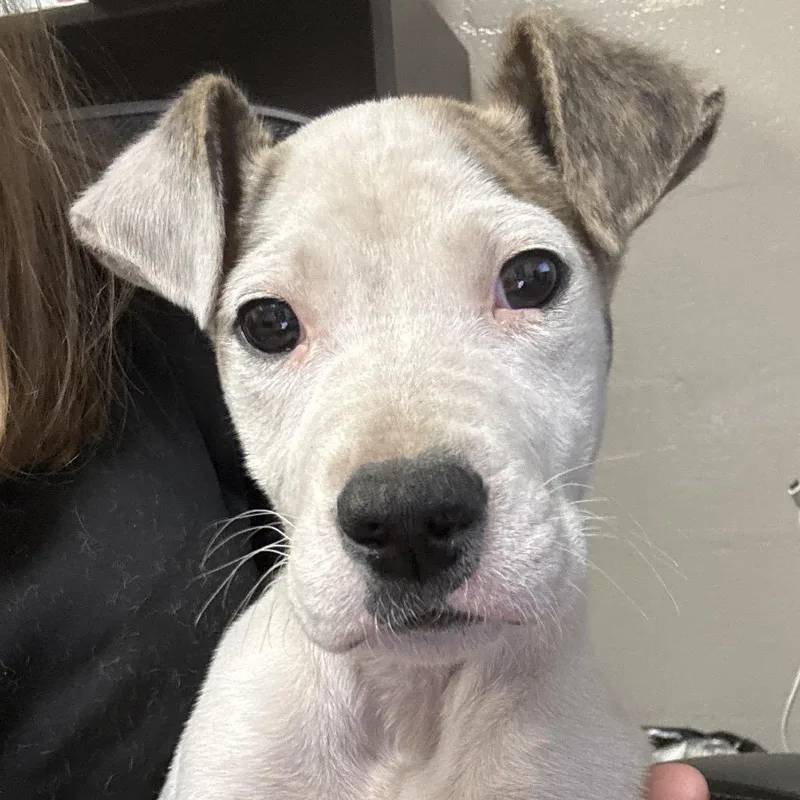 A baby small-sized male White / Cream Pit Bull Terrier dog named Jasper for adoption in Birmingham, AL