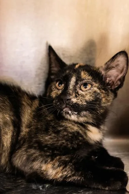 A young small-sized female Domestic Short Hair cat named Matcha for adoption in Dothan, AL