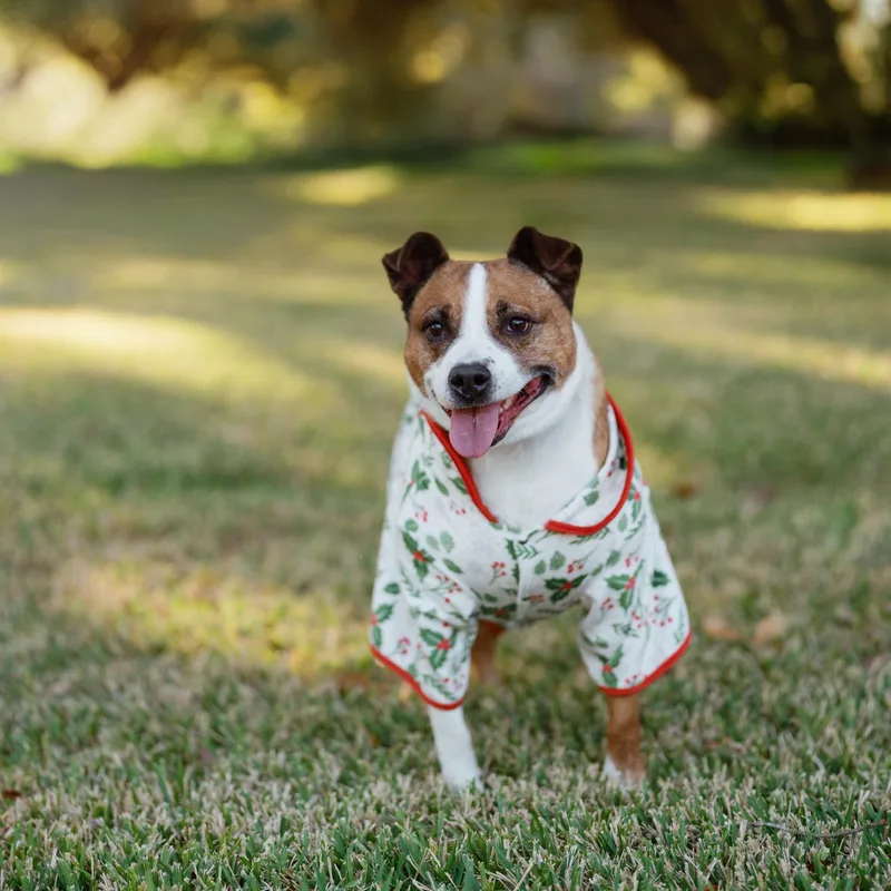 An adult medium-sized female Brown / Chocolate Black Mouth Cur dog named Suzie for adoption in Humble, TX