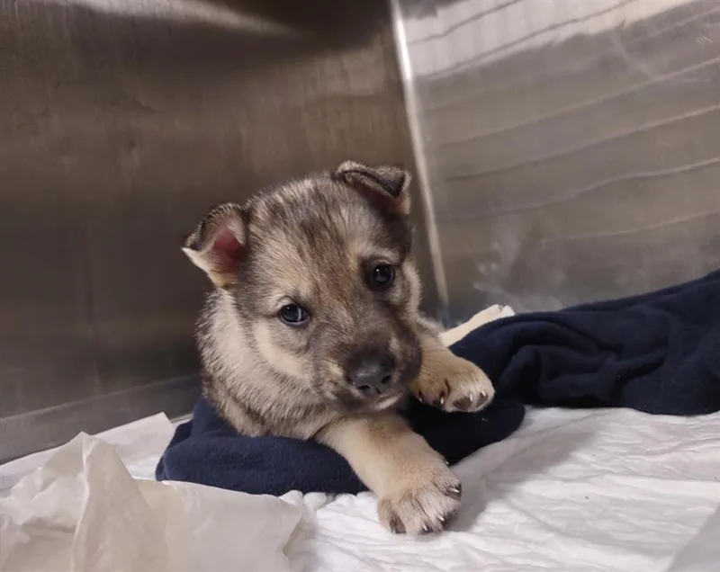 An adult small-sized male Husky dog named King for adoption in Anchorage, AK