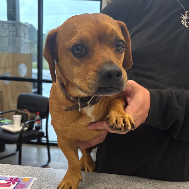 An adult small-sized male Red / Chestnut / Orange Pug dog named Crouton for adoption in Marshall, TX
