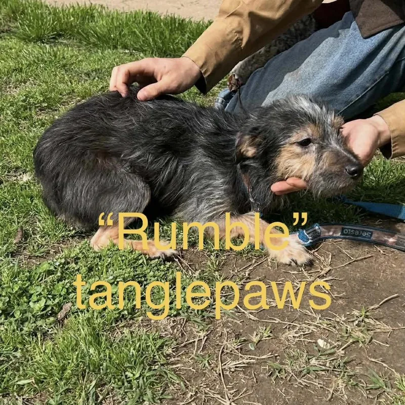 Rumble Tanglepaws