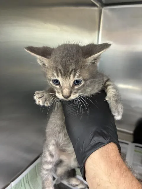 A baby small-sized male Domestic Short Hair cat named Socks for adoption in Visalia, CA