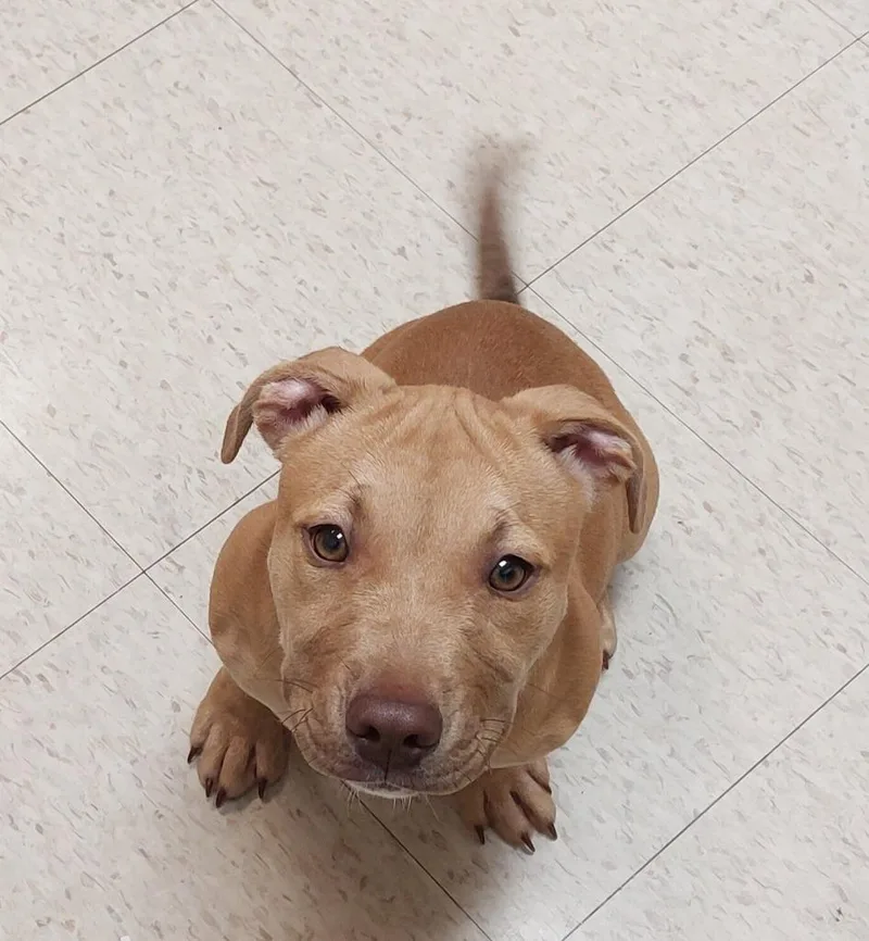 A baby medium-sized male Terrier dog named Brewster for adoption in Mocksville, NC