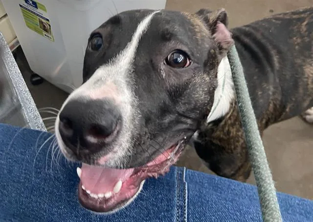 A young large-sized female Mixed Breed dog named Brin for adoption in Dallas, TX