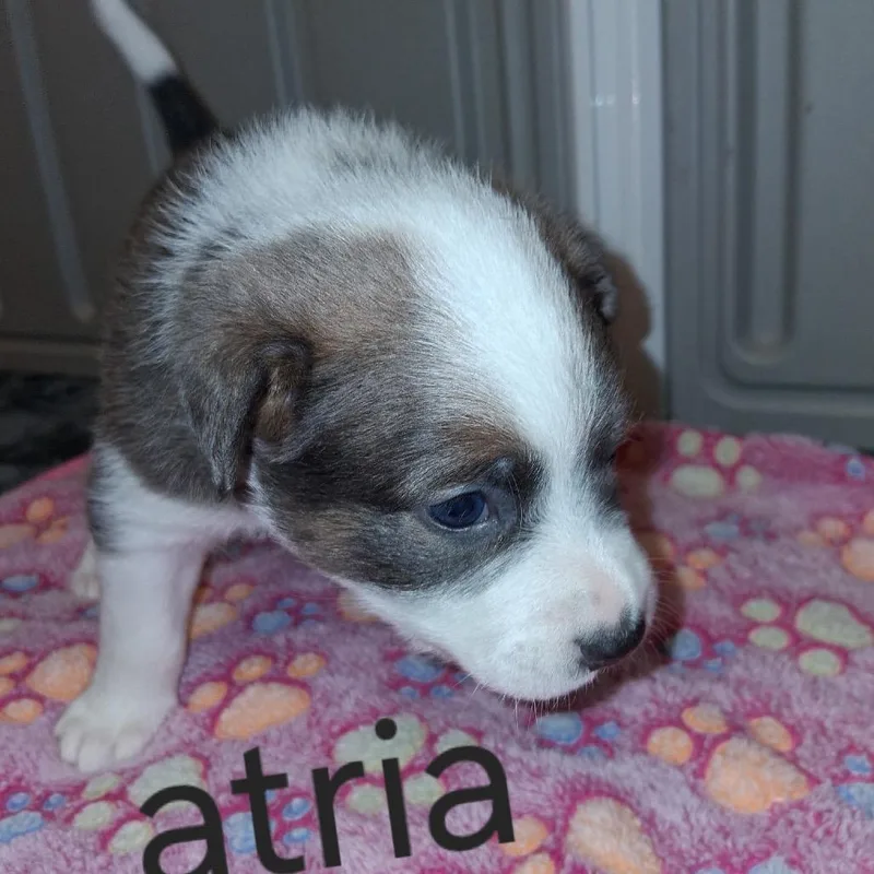 Atria