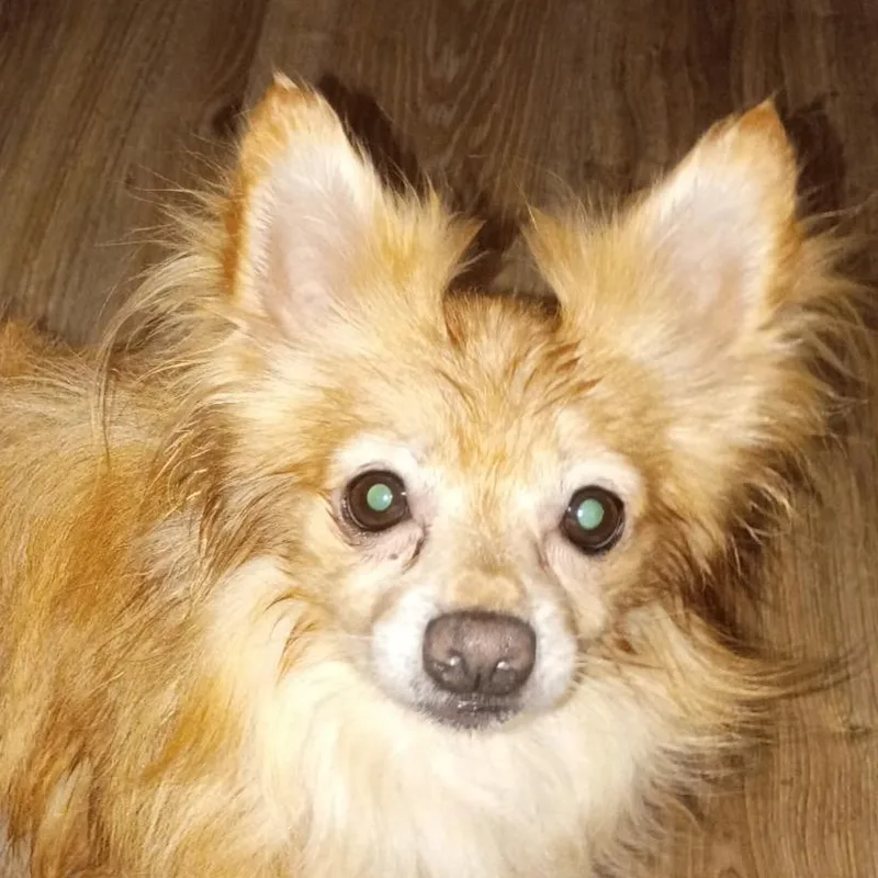 An adult small-sized male Yellow / Tan / Blond / Fawn Chihuahua dog named Lenny for adoption in St. Peters, MO