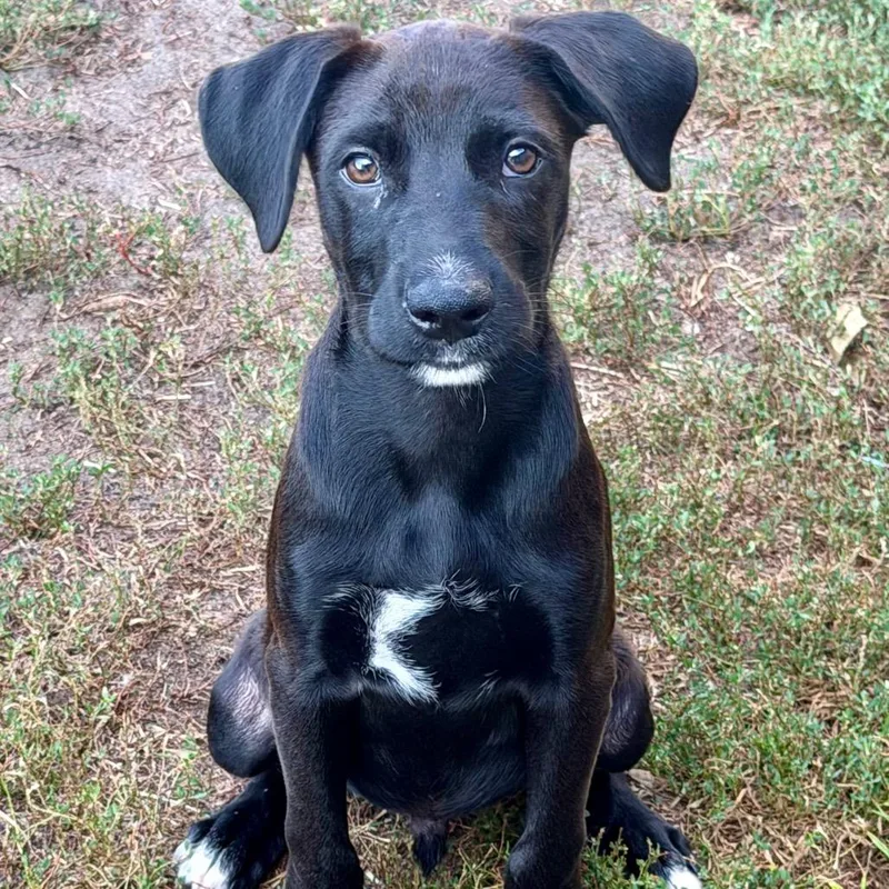 A baby medium-sized male Black Mixed Breed dog named Blackstone for adoption in Buffalo, MN