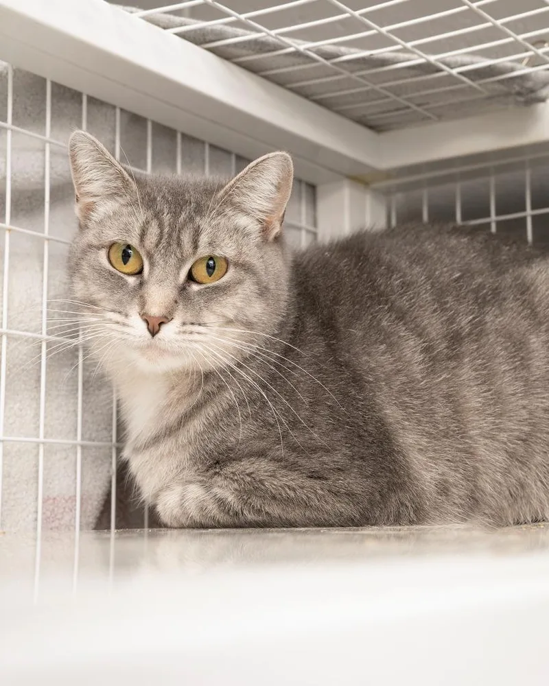 A young small-sized female Domestic Short Hair cat named Firebolt for adoption in Boone, IA
