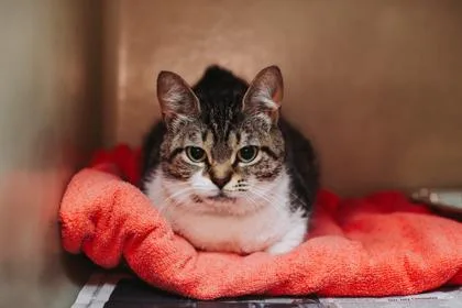 An adult small-sized female Domestic Short Hair cat named a Rosemary for adoption in North Charleston, SC