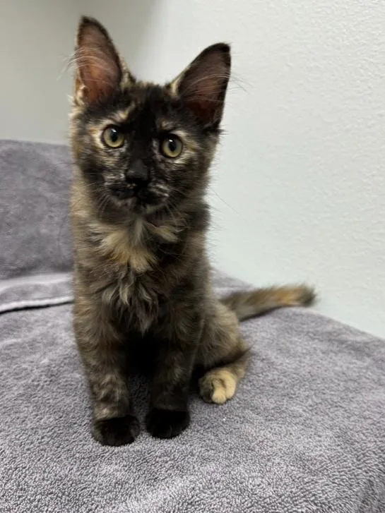 A baby small-sized female Domestic Medium Hair cat named Raina for adoption in Wellington, FL