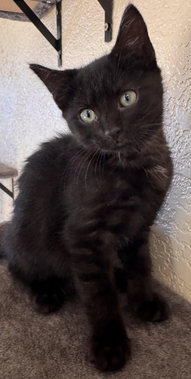 A baby medium-sized female Black Bombay cat named Dax & Dizzy for adoption in San Luis Obispo, CA