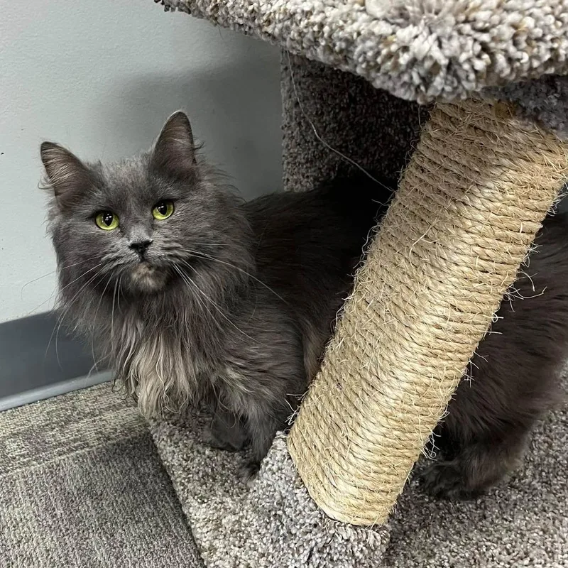 A young medium-sized female Domestic Long Hair cat named Jayla for adoption in Hamburg, NY