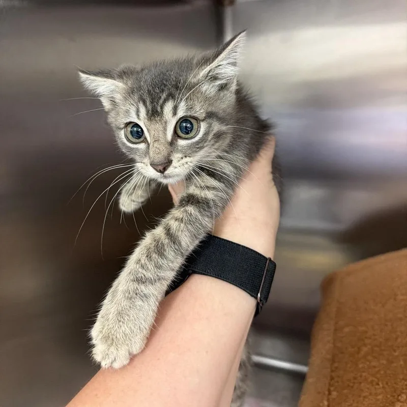 A baby small-sized male Brown / Chocolate Domestic Short Hair cat named Silver for adoption in Port Charlotte, FL