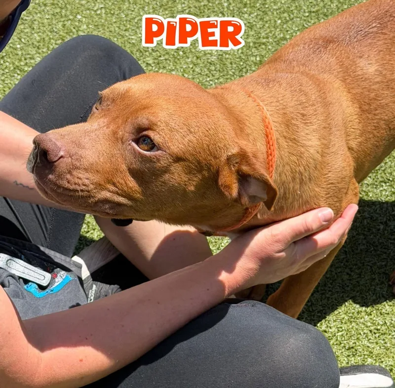 A young medium-sized female Yellow / Tan / Blond / Fawn Mixed Breed dog named Piper for adoption in Flint, MI