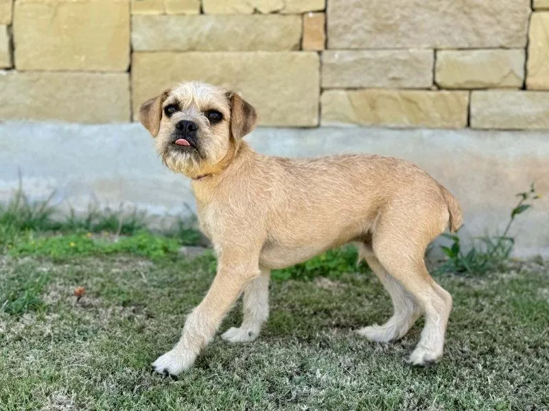 A young small-sized male Border Terrier dog named Billy for adoption in Helotes, TX