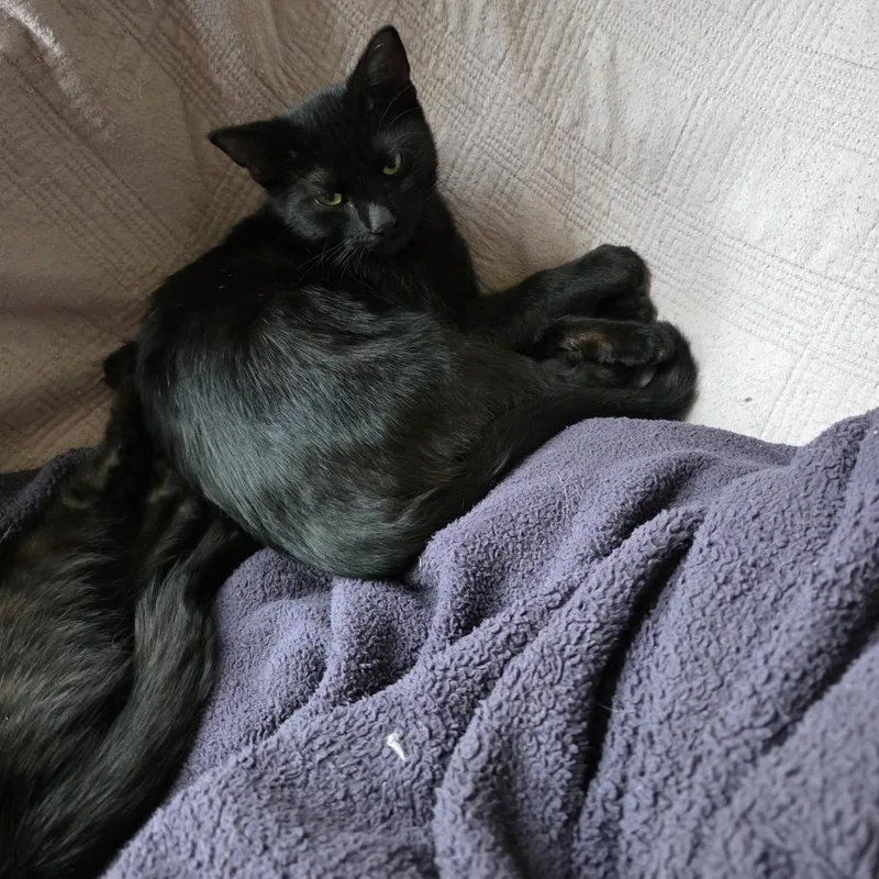 A baby small-sized female Black Domestic Short Hair cat named Delia for adoption in Buffalo, MN