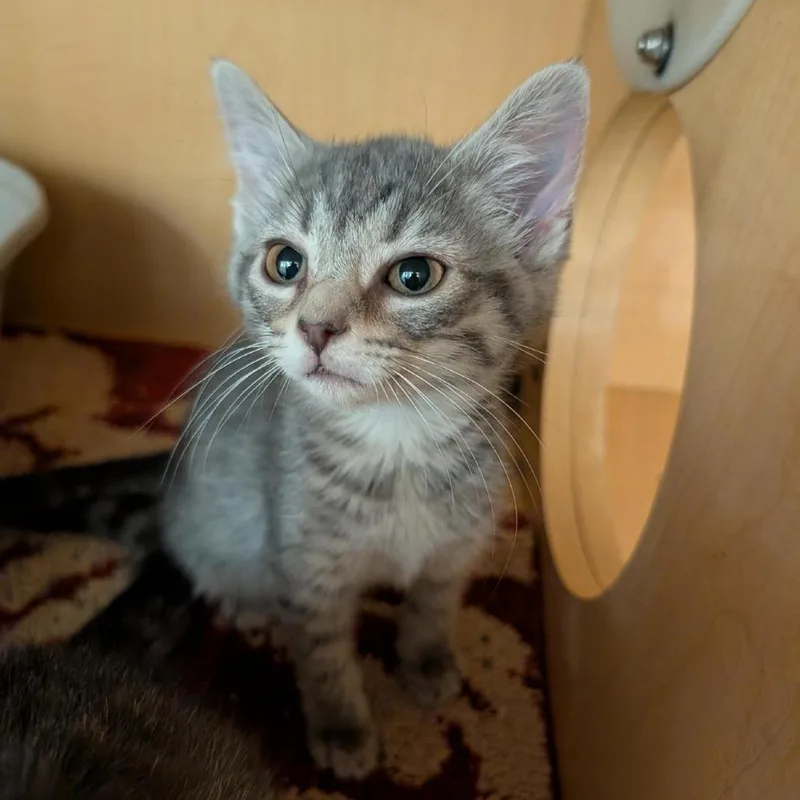 A baby small-sized female Gray / Blue / Silver Domestic Short Hair cat named Sprinkles for adoption in Washington Township, OH