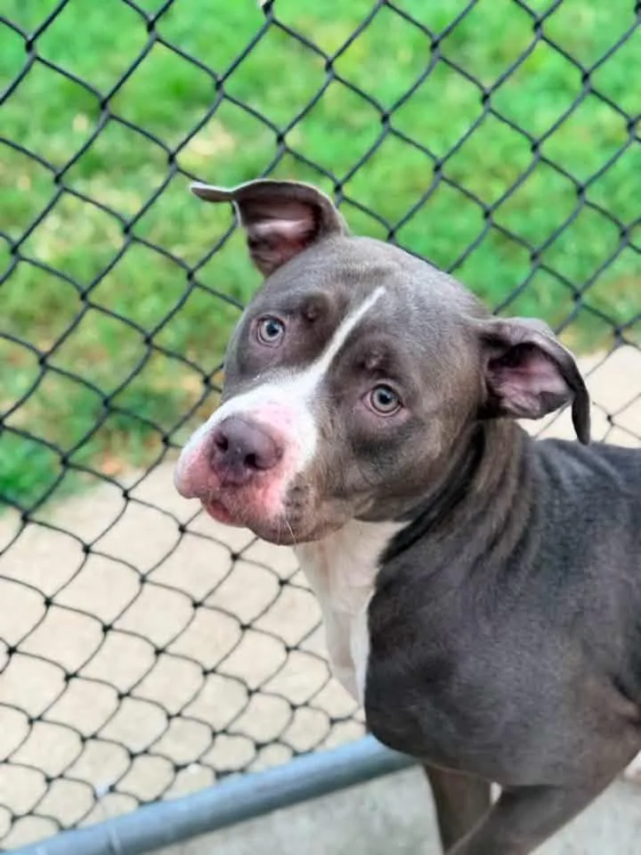 An adult medium-sized female Gray / Blue / Silver Pit Bull Terrier dog named Lunaria for adoption in Chicago, IL