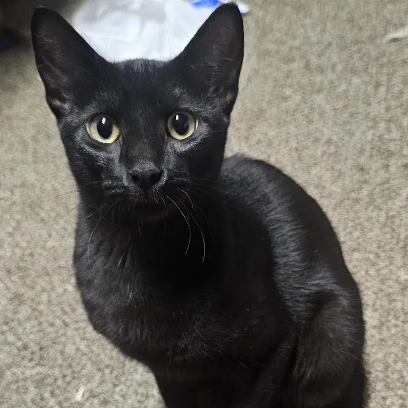 A young medium-sized male Black Domestic Short Hair cat named Bagheera C for adoption in Princeton, MN
