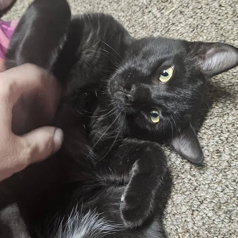 Bagheera C thumbnail 2