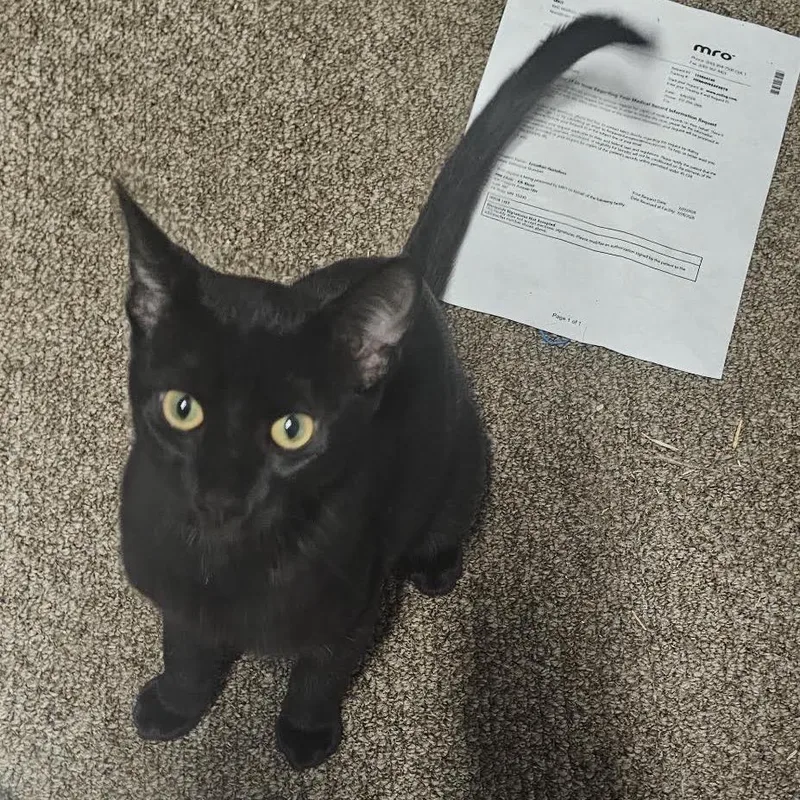 Bagheera C thumbnail 3