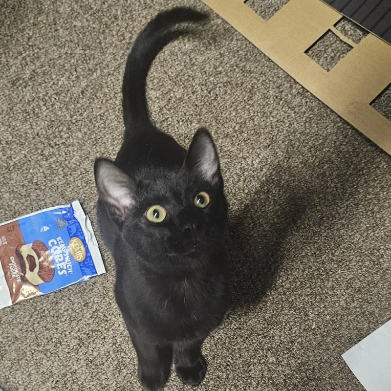 Bagheera C thumbnail 4