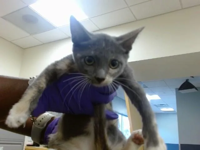 A baby small-sized female Domestic Short Hair cat named Kimchi for adoption in Miami, FL