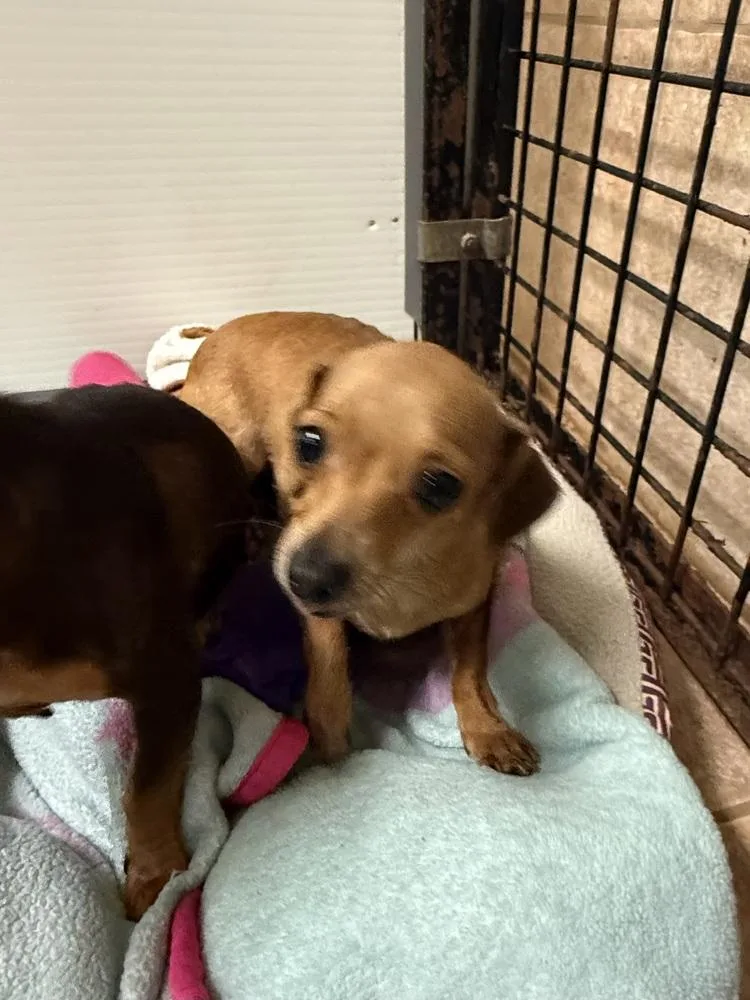 An adult small-sized female Dachshund dog named The Doxies : Darcy for adoption in Osgood, IN
