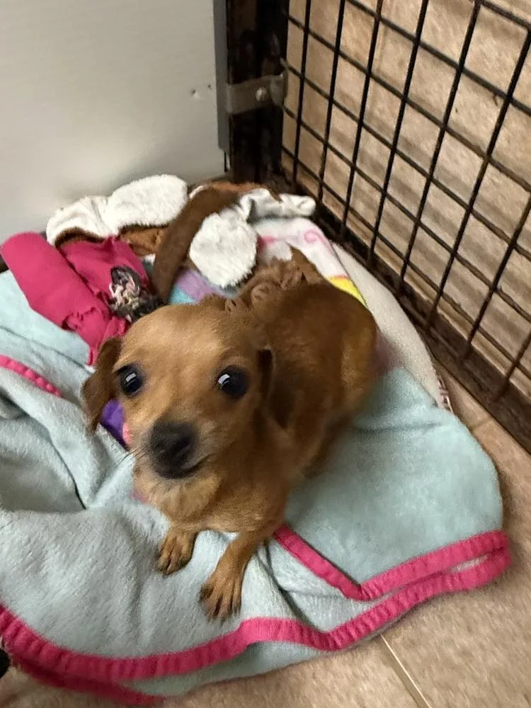 The Doxies : Darcy thumbnail 2