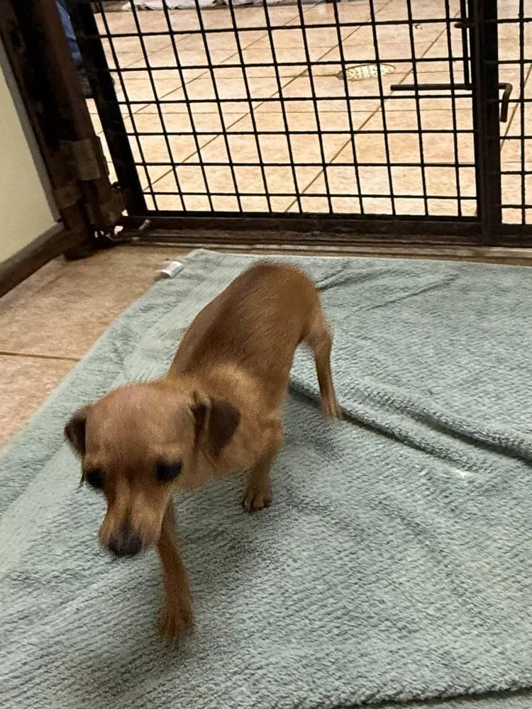 The Doxies : Darcy thumbnail 3