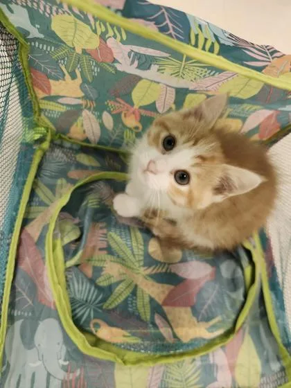 A young small-sized male Domestic Short Hair cat named Derpy for adoption in Columbus, IN
