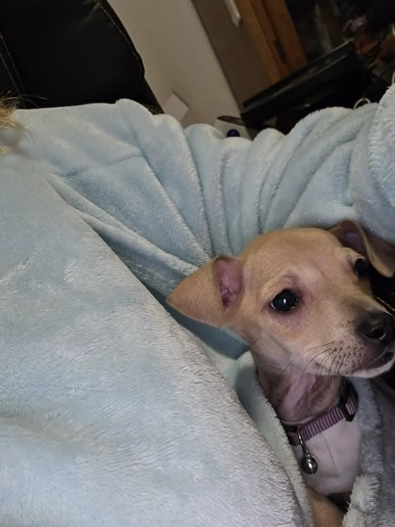 Jalapeno thumbnail 2