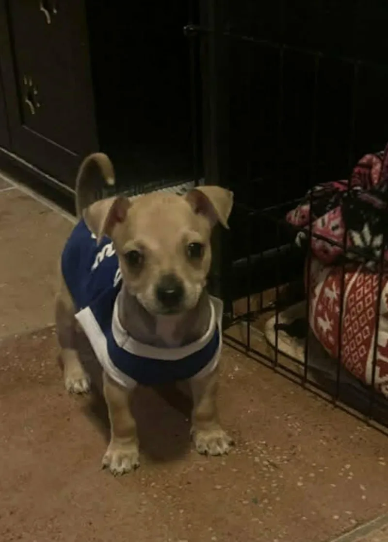 Jalapeno thumbnail 3