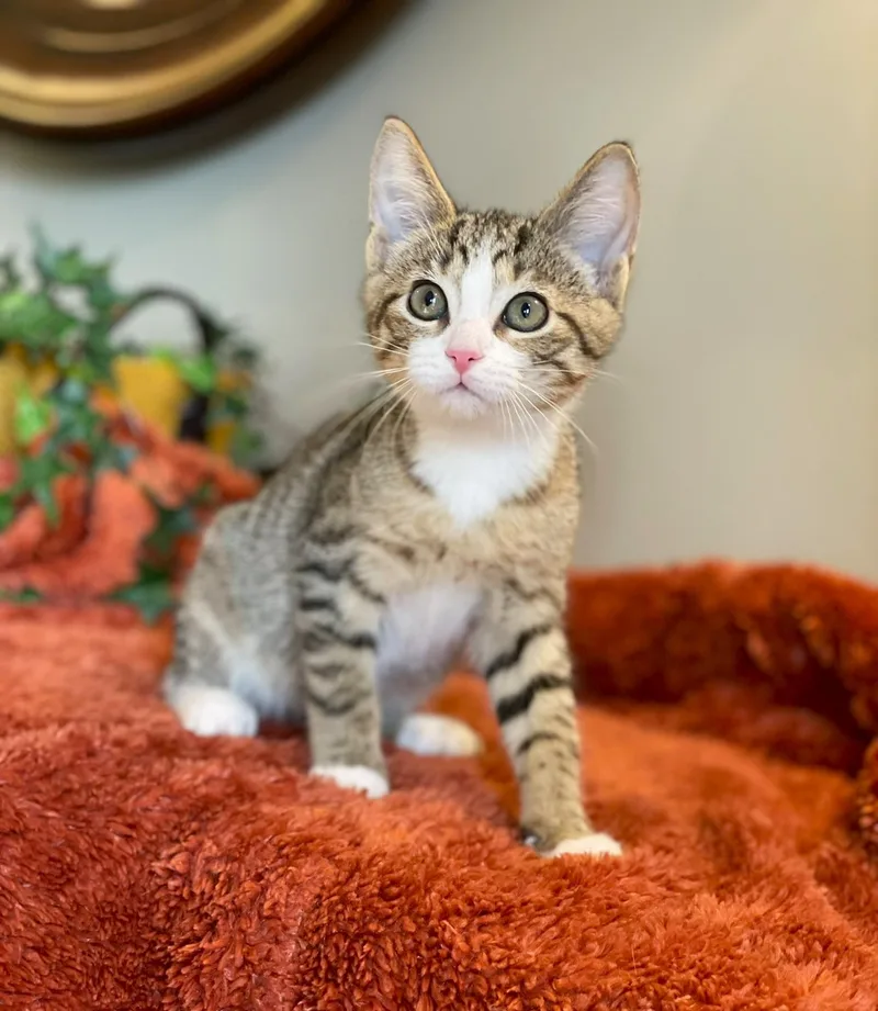 A baby medium-sized male Tabby (Buff / Tan / Fawn) Tabby cat named Fonzie for adoption in Taylor, MI