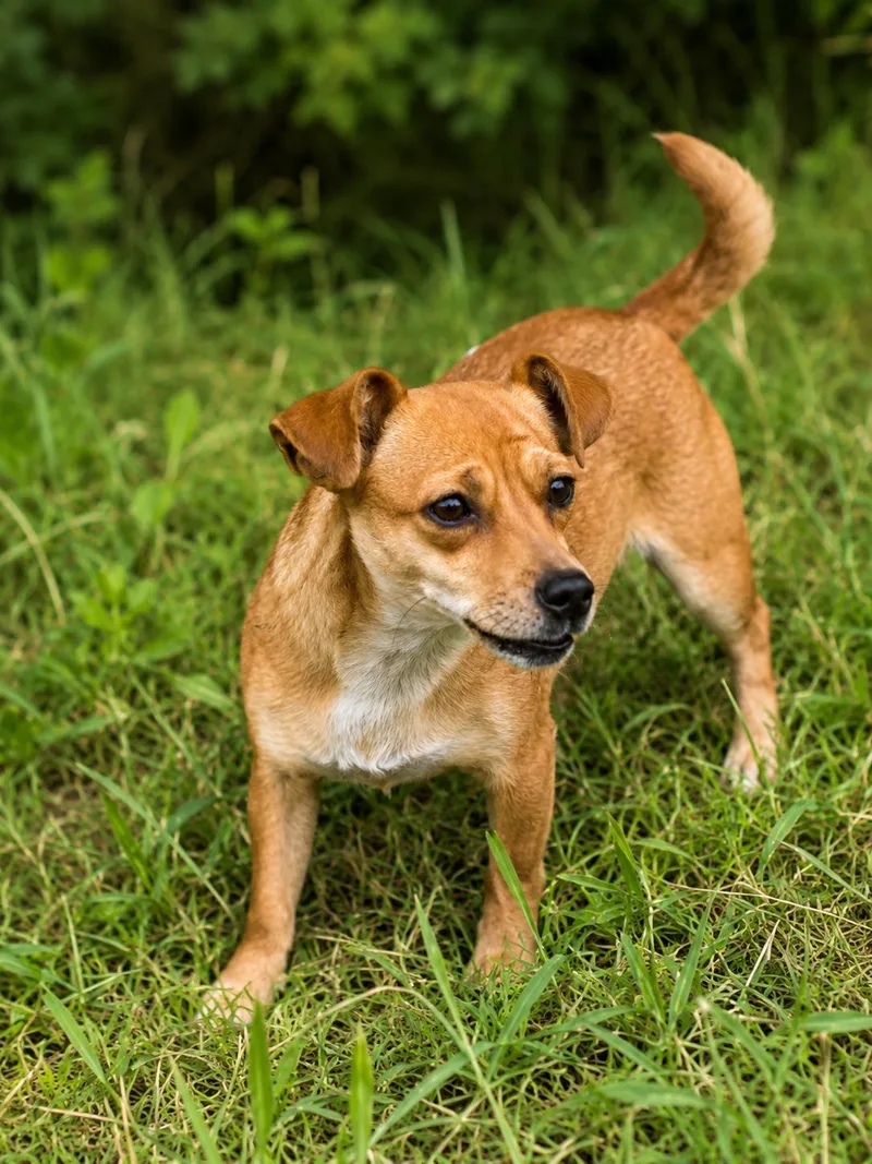 A young small-sized female Brown / Chocolate Chihuahua dog named Sandy for adoption