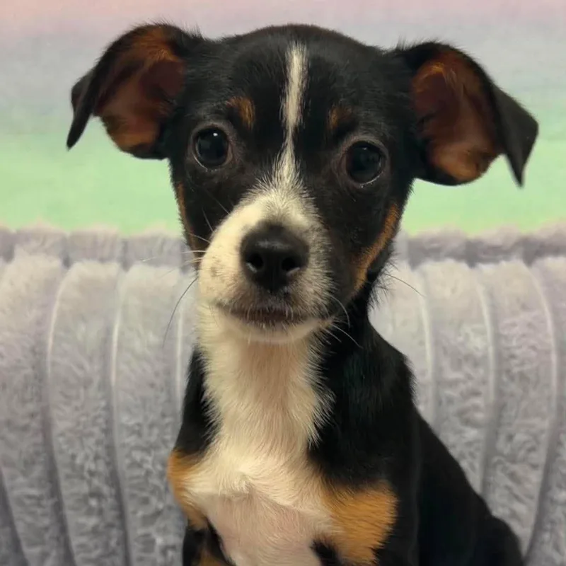 A baby small-sized female Chihuahua dog named Peanut for adoption in Valparaiso, IN
