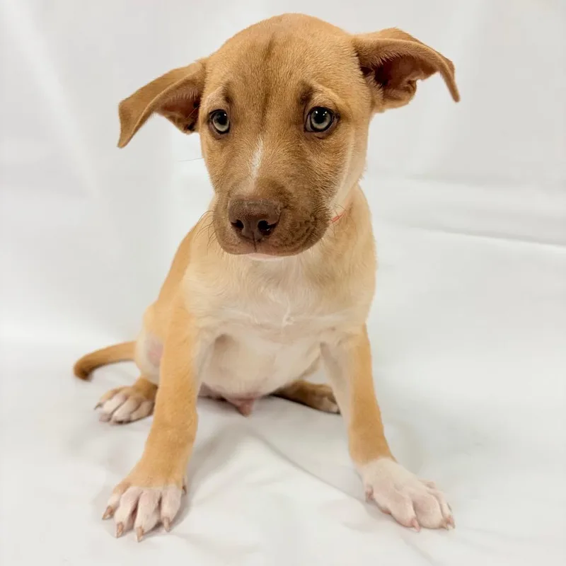 A baby small-sized male Shepherd dog named Slinky for adoption in Parker, CO