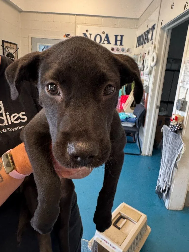 A baby small-sized female Labrador Retriever dog named Pie for adoption in Muskegon, MI