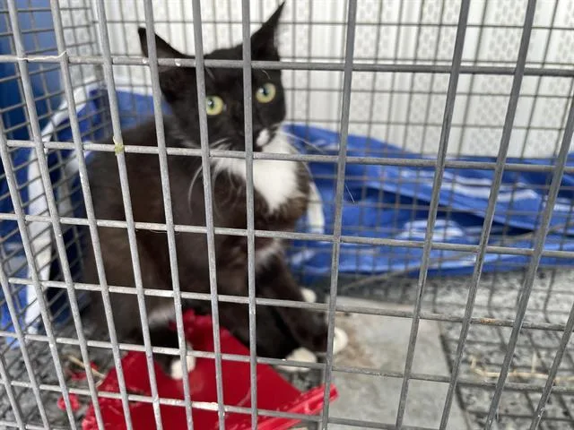 A young small-sized male Domestic Short Hair cat named Hayden for adoption in Palmetto, FL