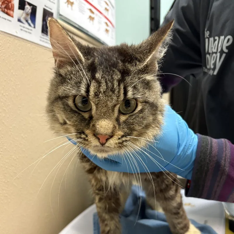 An adult small-sized male Brown / Chocolate Domestic Medium Hair cat named Comte Francis de SaintGermaine for adoption in Tacoma, WA