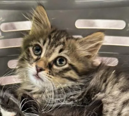 A baby small-sized female Domestic Medium Hair cat named Bilbo Baggins for adoption in West Chester, PA