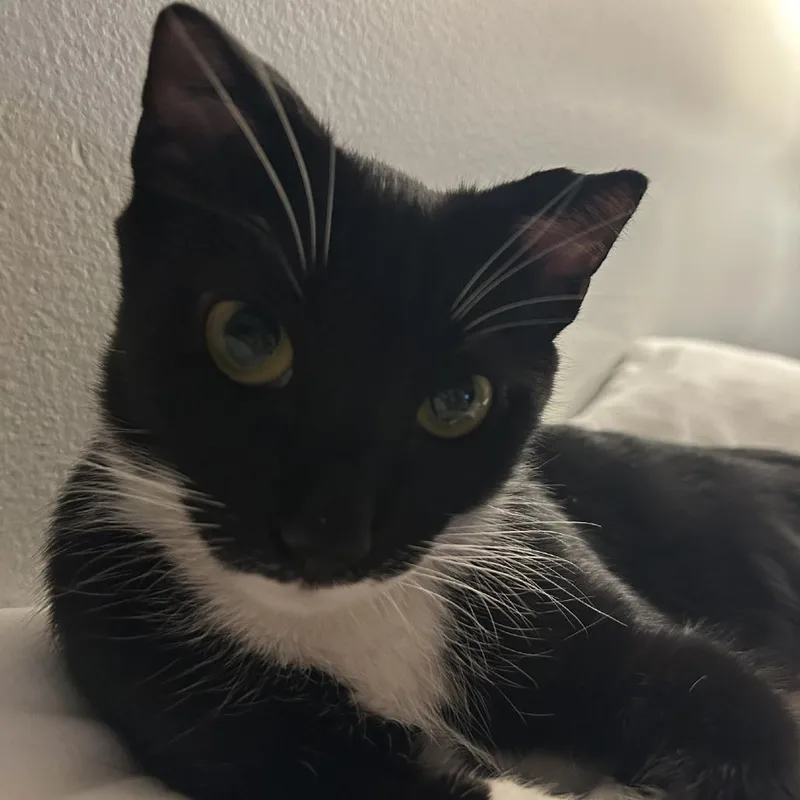 A young medium-sized female Black Domestic Short Hair cat named Mia for adoption in Chicago, IL