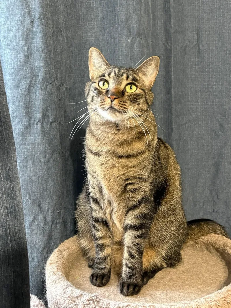 A young medium-sized female Tabby cat named Peppa for adoption in Keller, TX