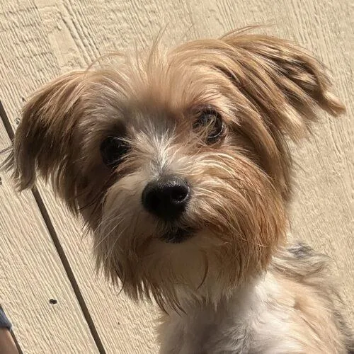 An adult small-sized male Bicolor Yorkshire Terrier dog named Mork for adoption in Broken Arrow, OK