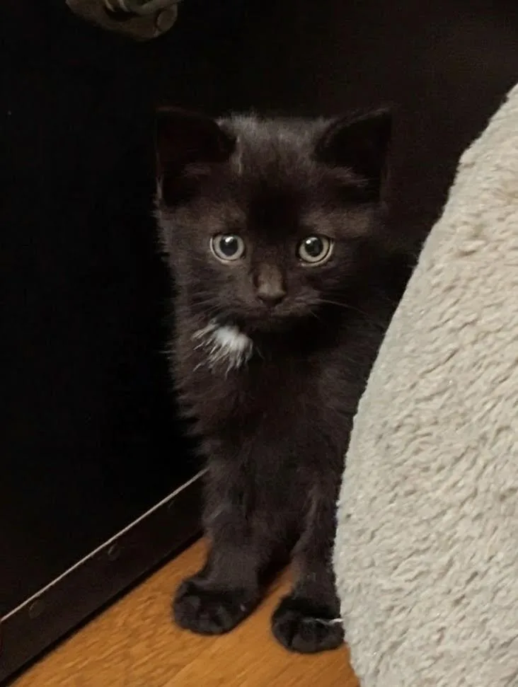 A baby small-sized female Black American Shorthair cat named Aisling for adoption in North Billerica, MA